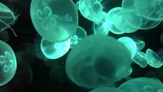 Deep down below the ocean