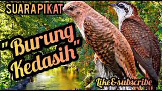 Download lagu Suara burung kedasih | Suara pikat burung kedasih paling ampuh | burung kedasih mp3 Download lagu Suara burung kedasih | Suara pikat burung kedasih paling ampuh | burung kedasih mp3
