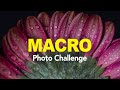 Photography Challenge # 8 - The macro challenge - beginners tips for macro photography.