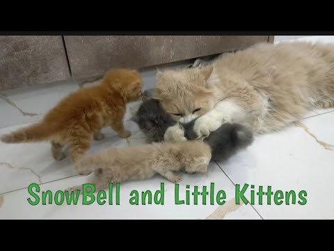 Little Kittens are you for SnowBell | SnowBell playing with kittens #cats #cat #kitten #viral