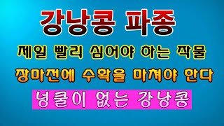 [텃밭농부. 1,353]  가장 일찍 심는 강낭콩. 파종하는 방법. #강낭콩재배