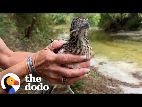 Roadrunner Brings His Rescuer Gifts Every Day | The Dodo