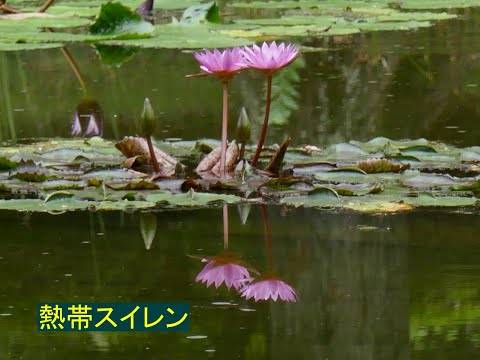 都市緑化と都市における新たな景観のトレンド  庭園