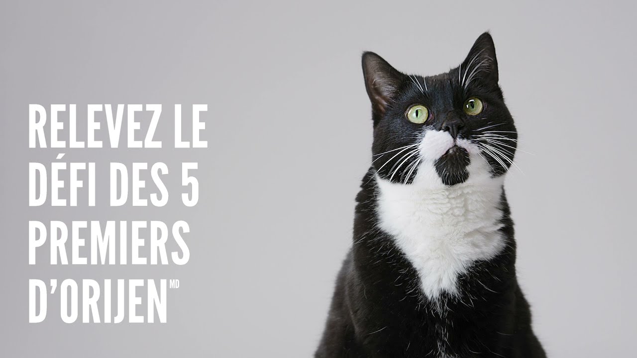 ORIJEN nourriture pour chat et chatton.