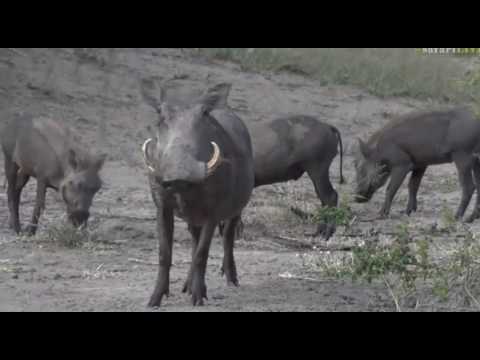 Feb 8, 2017- Warthog Parents with their 3 month old little ones