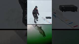 The CRAZIEST encounter that I have ever captured on film! #icefishing #trout #laketrout