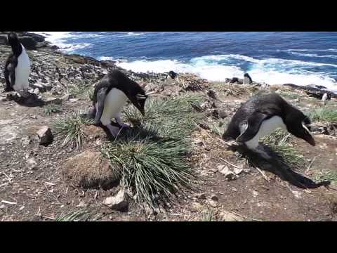Rockhopper Penguins hopping.