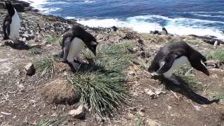 Rockhopper Penguins hopping.