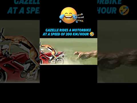Cheetah vs Gazelle #trending #viralvideo #cheetah #gazelle #animals #youtubeshorts #shorts #funny