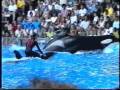 Killer Wahle attacke Show Orlando Seaworld 2000 ...