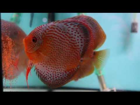 Leo-SS discus fish spawning on aquarium glass / Paletki składają ikrę na szybie akwarium