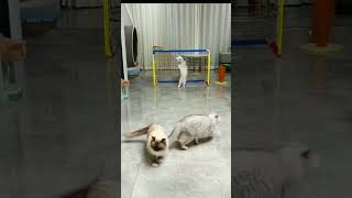 Download lagu kucing bermain bola ⚽️🤣😻video kucing lucu #shorts #cat mp3