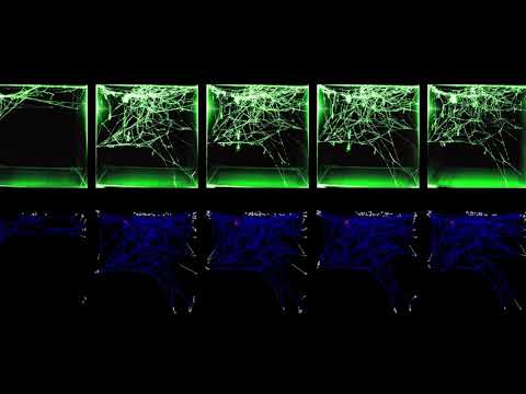 Mechanisms of spider web construction, prey catching, and material designs using 3D printing