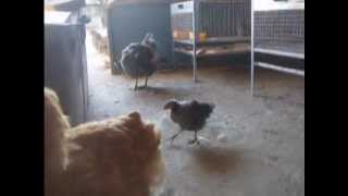 le chiocce coi pulcinotti