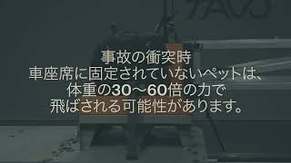 Tavo Pets | Imagine The Impact | ペットとドライブする方法を見直しませんか？