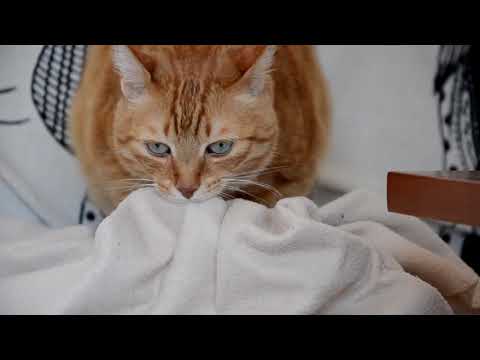 gatuni's live 2 de 3 The secrets of de beauty