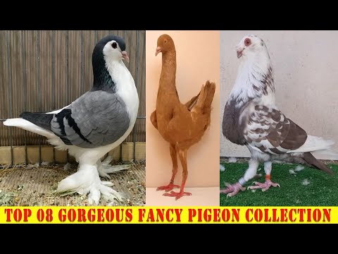 , title : 'Gorgeous & Colorful Fancy Pigeon Fair #01'