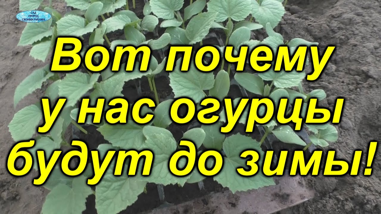 Огурцы круглый год. Высадка огурцов в конце лета.