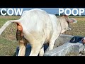 Cow Potty On A Beautiful Day How Way Cow Defecate On Rosulpur Field Cow Poop Beautiful Bright Day