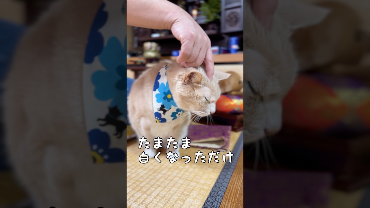 【猫和尚】おじいちゃんとは言わせないよ #猫のいる暮らし #猫癒し #猫かわいい