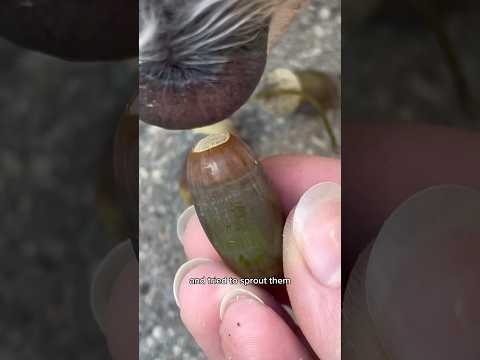 two years later, this is what our oak tree looks like 🌳