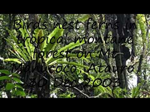 How to pronounce Birds nest ferns in tropical montane forest on Mt Manucoco, Atauro, 30 Dec 2003 in