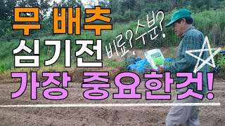 무 배추 예정지 비료 주는방법? 제일 중요한것은? - 김장 무 배추 텃밭농사  radish cabbage c…