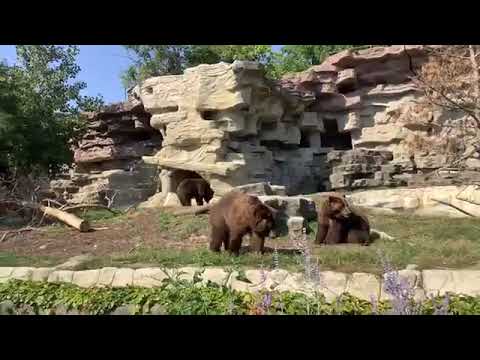 Detroit Zoo | Educational Lesson: Grizzly Bears