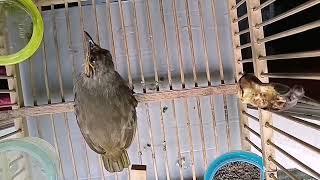 Download lagu Merbah Lekir memanggil lawannya mp3 Download lagu Merbah Lekir memanggil lawannya mp3