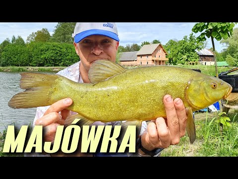 490 SETKI RYB NA AGROTURYSTYCE - GRANICA STARY MŁYN