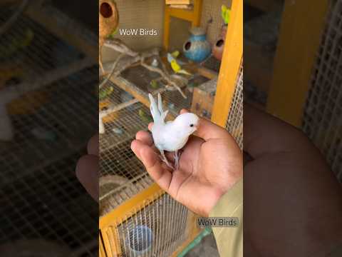 Feeding #budgieshorts #budgie #parakeet #lovebird #aviary #budgiescolony #petcare #pluto #shortfeed