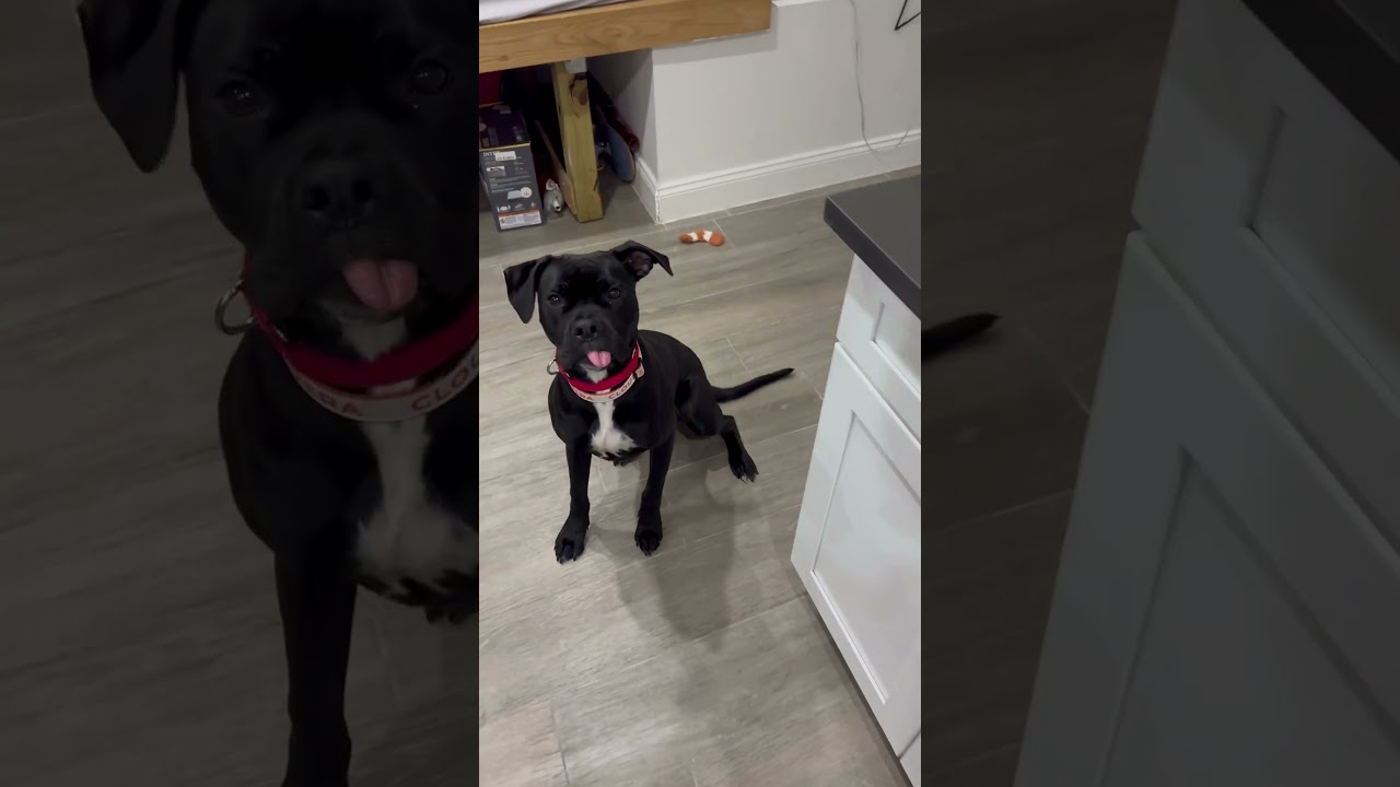 Enlarge Liberty, a ADOPTABLE mixed breed in New York, NY video 6/6