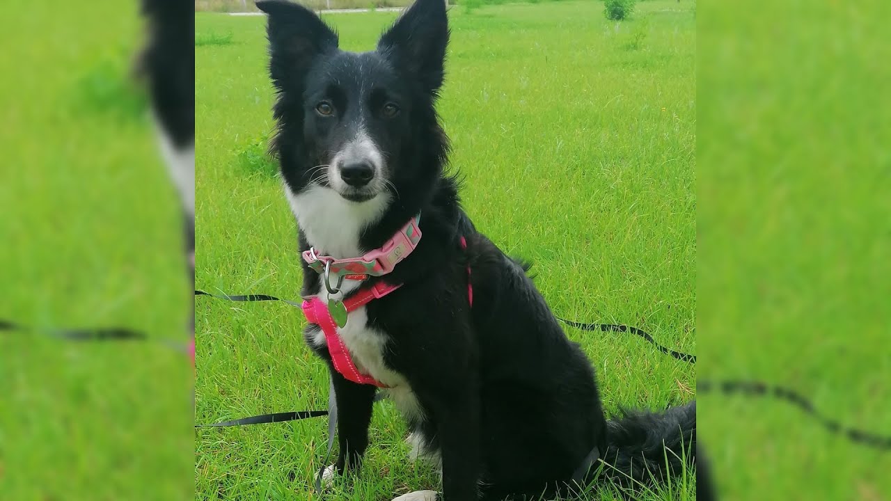 Border Collie. Pros y contras, precio, Cómo elegir, hechos, cuidado, historia