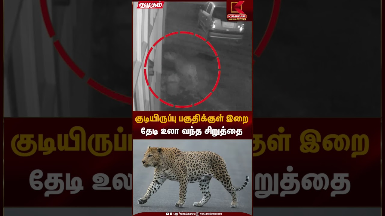 குடியிருப்பு பகுதிக்குள் இறை தேடி உலா வந்த சிறுத்தை| Kumudam News