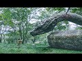 Story Line The Little Boy Actually Became A Friend Of Life And Death With The Ancient Giant Snake