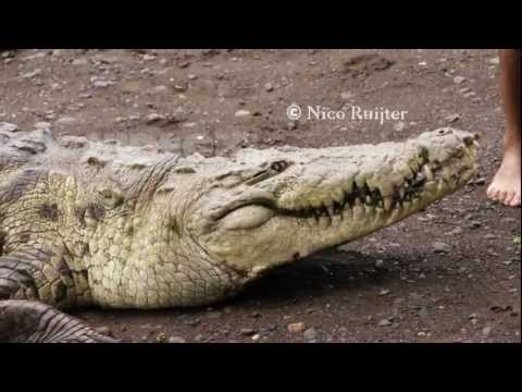 Costa Rica, Chito and Poncho The Famous Crocodile Man and his famous Crocodile `On the Island Two`