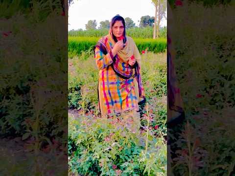 Flowers #nature #music #love #meditationmusic #flute #flutemusic #mountainflute #fluteyoga