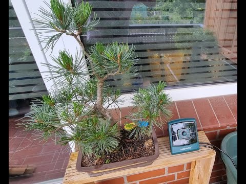 Automatische Bonsai Bewässerung auf dem Balkon