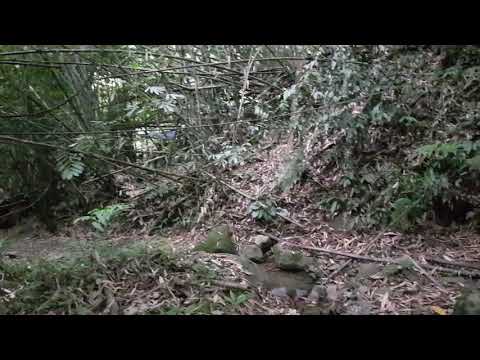 The search for the stinking largest flower Rafflesia (at Poring, Borneo Sabah, Malaysia).