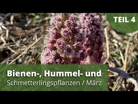 Bienen-, Hummel- und Schmetterlingspflanzen/März - Teil4