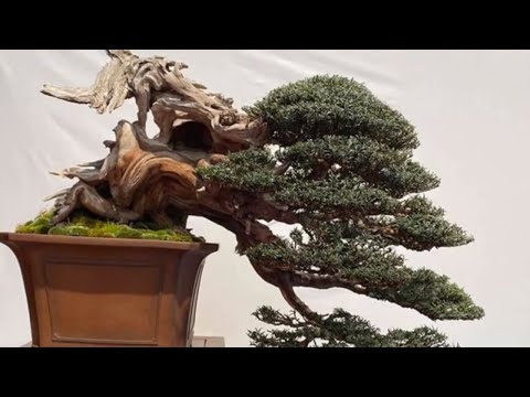 The Trophy 2020   International Bonsai Show GENK BELGIUM #5