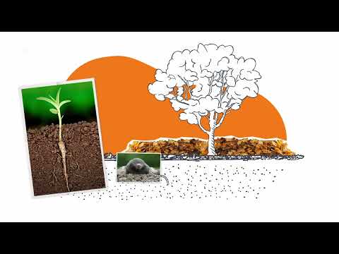 Darum ist Laub so wichtig! – logo! erklärt – ZDFtivi