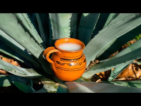 Científicos del IPN descubren propiedades en el pulque, podría ayudar a combatir el cáncer