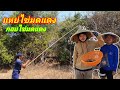 แหย่ไข่มดแดง ก้อยไข่มดแดง ทีมงานบ้�