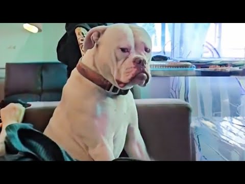 Le chien qui a été choisi pour protéger la maison mais...