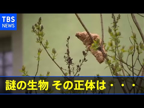 園芸 一般的なブタクサ、ブタクサ、クマの手、野生のパースニップ