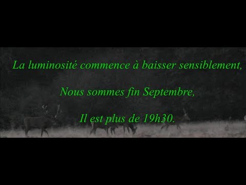 Brame du cerf 2018 (suite de la partie I)