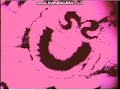 Sesame Street 1862 Sand C C REUPLOAD