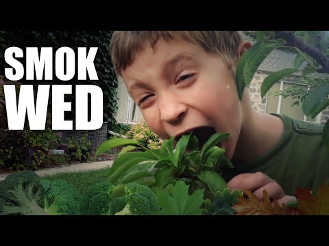 download lagu mp3 mp4 Wed, download lagu Wed gratis, unduh video klip Wed