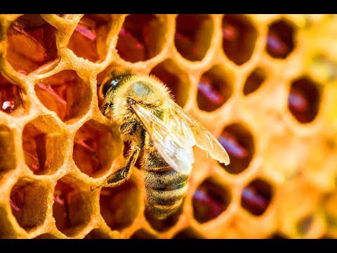 НАРОДНЫЕ ПРИМЕТЫ НА 10 ОКТЯБРЯ – ДЕНЬ САВВАТИЯ ПЧЕЛЬНИКА (САВВАТИЙ СОЛОВЕЦКИЙ)